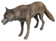 Grey Forest Wolf
