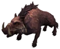 Boar