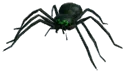 Venomous Spider