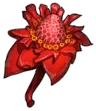 Desert Rose