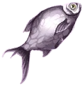 Moonscale Dace