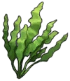 Tidesilk Kelp