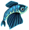 Azure Sailfin