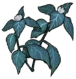 Snowleaf
