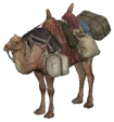 Tazan Camel