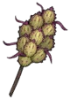 Gallthorn