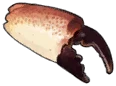 Tidewrath Pincer
