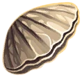 Banded Clam