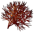 Emberbloom