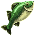 Greenspot Grouper