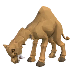 Wild Dromedary