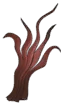 Crimson Coral