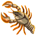 Rustclaw Crayfish