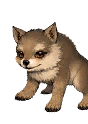 Gray Wolf