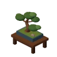 Bonsai · pine