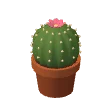 Cactus · round, in bloom