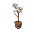 Potted tree · silver leaves