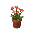 Flower pot · red flowers