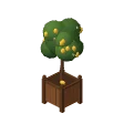 Little lemon tree · lemon