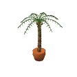 Potted date palm · green