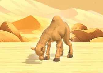 Wild Dromedary · Desert